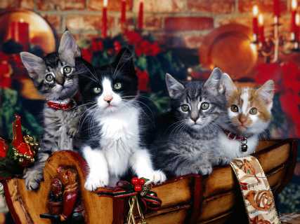 christmas-kittens1