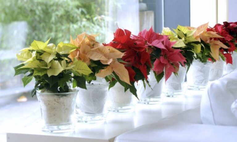 plantas para Navidad - Poinsetia