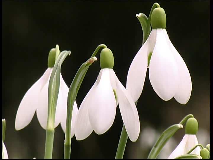 planta típica de navidad campanilla de invierno