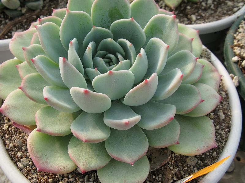 echeveria