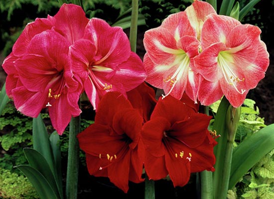 Hippeastrum