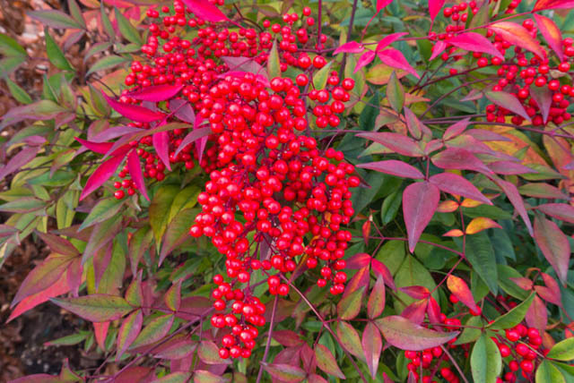 Nandina domestica