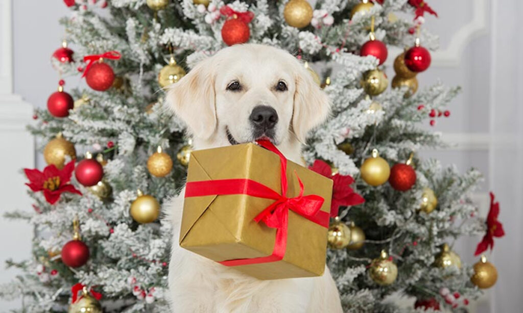Sorprendentes regalos de Navidad para perros 9