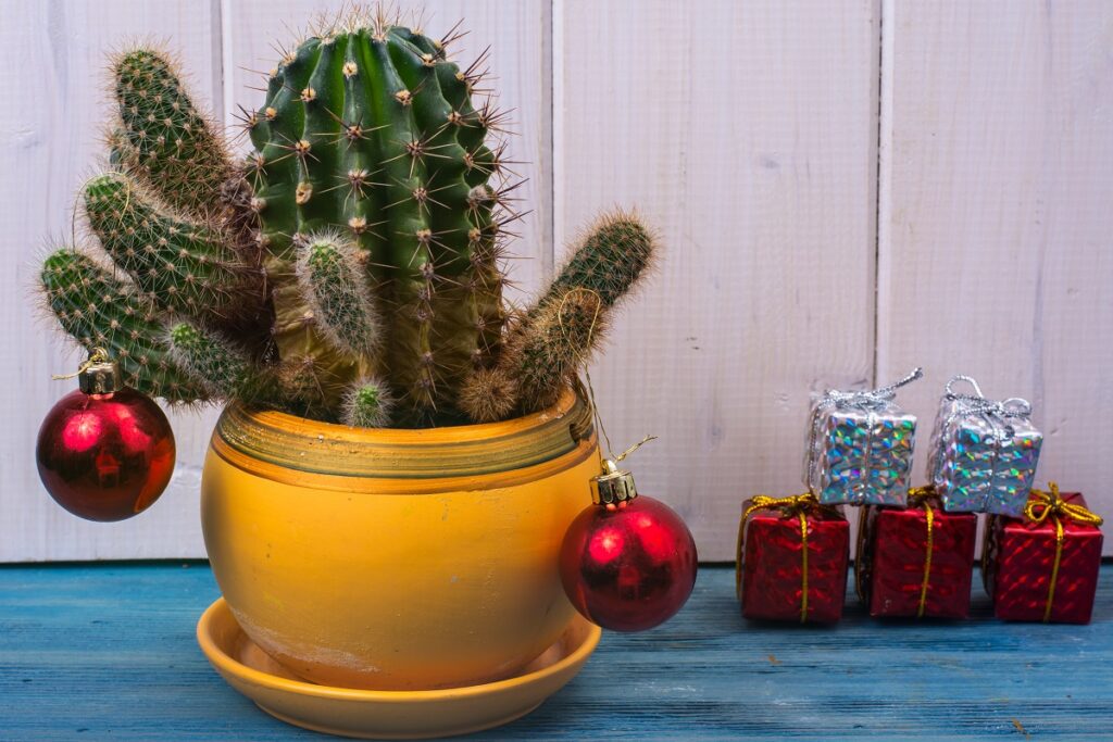 árbol de navidad original cactus